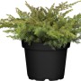 Kriech-Wacholder Slager im Topf, immergrüner Bodendecker für den Garten.