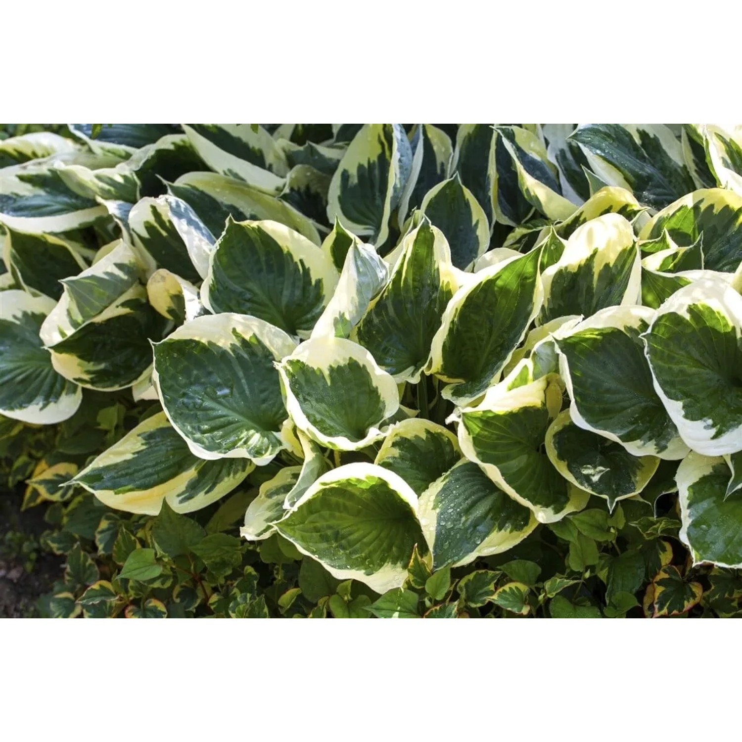Buschige Hosta Patriot Staude mit grün-weiß panaschierten Blättern im 3-5 Liter Container.