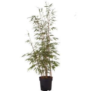 Gartenbambus Asian Wonder im Topf, ca. 60-80 cm hoch, mit grünen Blättern und rötlichen Halmen.