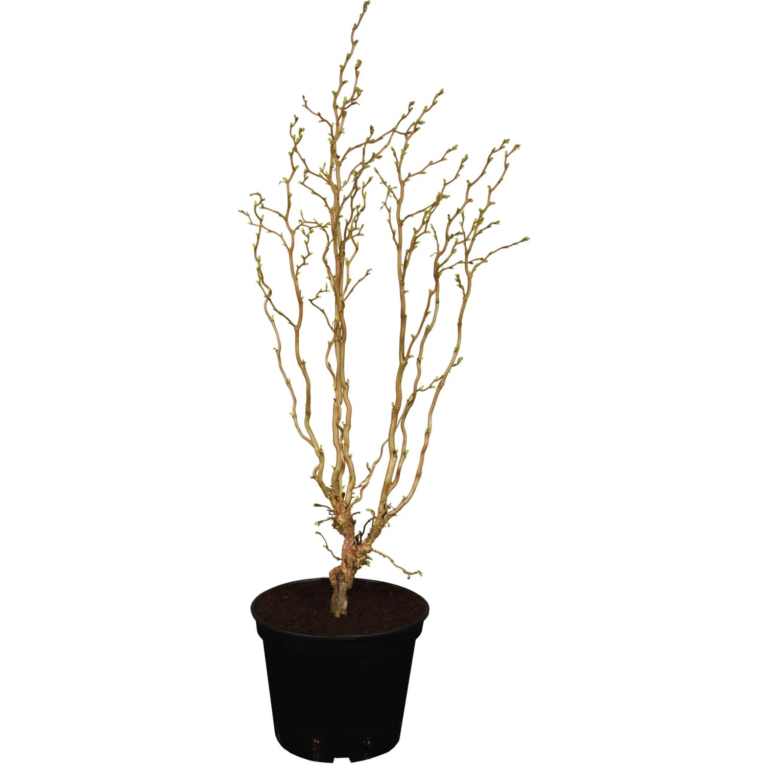 Korkenzieherhasel 'Twister' winterhart Solitärpflanze 6 l Topf Höhe 40-60 cm kaufen bei OBI