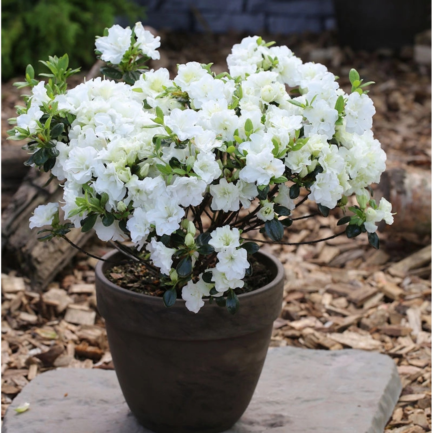 Japanische Azalee Inas Diamond 15-20cm - Rhododendron obtusum - Zwerg Alpen günstig online kaufen