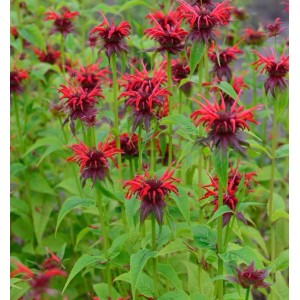 Foto der Indianernessel 'Squaw' (Monarda didyma) mit roten Blüten und grünen Blättern.