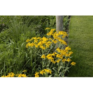 Sonnenbraut Helenium Hoopesii im 9x9 cm Topf mit leuchtend gelben Blüten im Garten.