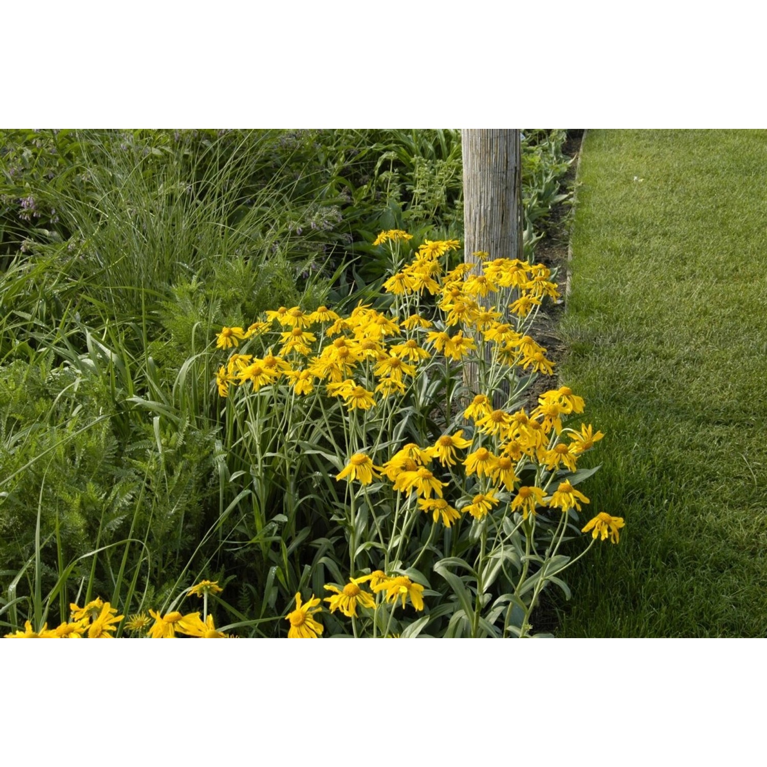 Helenium Hoopesii Sonnenbraut Ca. 9x9 cm Topf günstig online kaufen