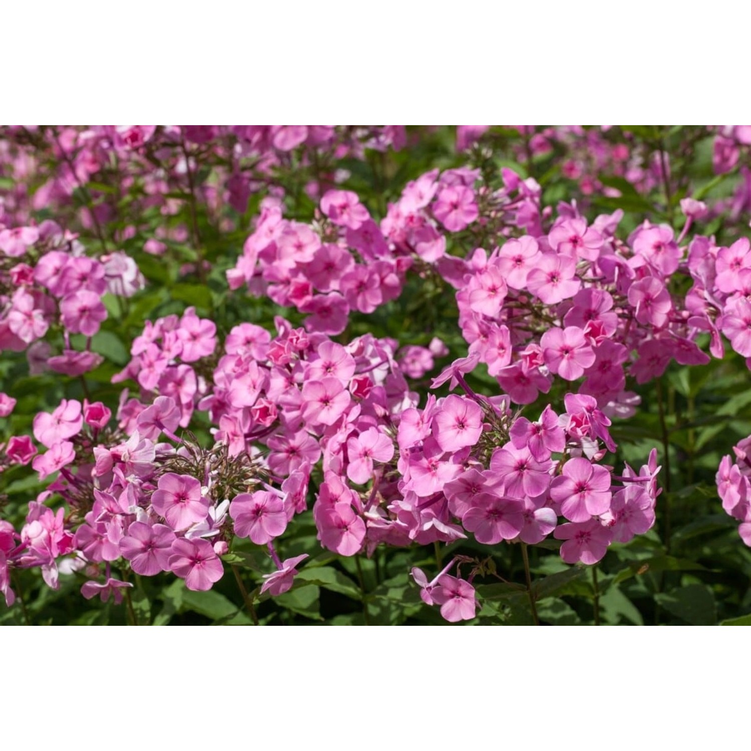 Phlox Amplifolia Minnehaha Großblattflammenblume Ca. 11x11 cm Topf günstig online kaufen