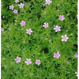 Rosa Storchschnabel Geranium endressii Staude mit grünen Blättern und zarten rosa Blüten.