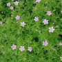 Rosa Storchschnabel Geranium endressii Staude mit grünen Blättern und zarten rosa Blüten.