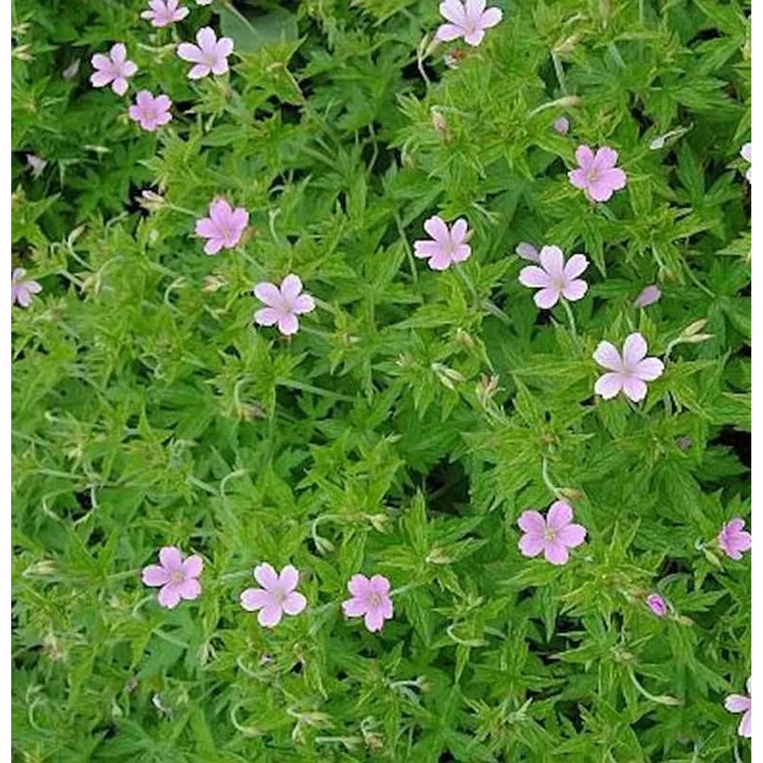 Rosa Storchschnabel - Geranium endressii