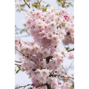 Winterkirsche 'Autumnalis Rosea' mit rosa Blüten am 80 cm Stamm.