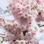 Winterkirsche 'Autumnalis Rosea' mit rosa Blüten am 80 cm Stamm.