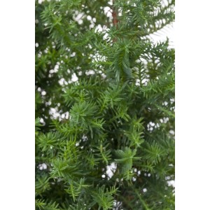 Detailaufnahme der grünen Chamaecyparis Thyoides Top Point Scheinzypresse, einer kompakten Strauchart.