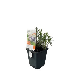 GROW by OBI Lavendel Dwarf Blue im 9 cm Topf. Kompakte, violette Lavendel-Pflanze.