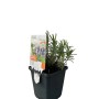 GROW by OBI Lavendel Dwarf Blue im 9 cm Topf. Kompakte, violette Lavendel-Pflanze.