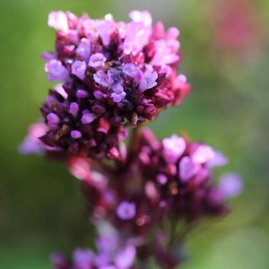 Dichte lila-violette Blüten des Oregano Herrenhausen, Origanum Laevigatum Staude, mit glitzernden Tautropfen.