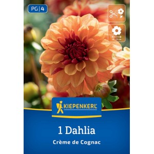 Kiepenkerl Blumenzwiebeln Seerosen-Dahlie Crème de Cognac