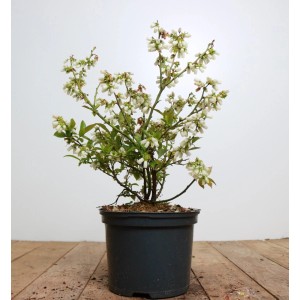 Heidelbeere 'Brigitta' im Topf, ca. 40-60 cm hoch, mit weißen Blüten.