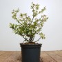 Heidelbeere 'Brigitta' im Topf, ca. 40-60 cm hoch, mit weißen Blüten.