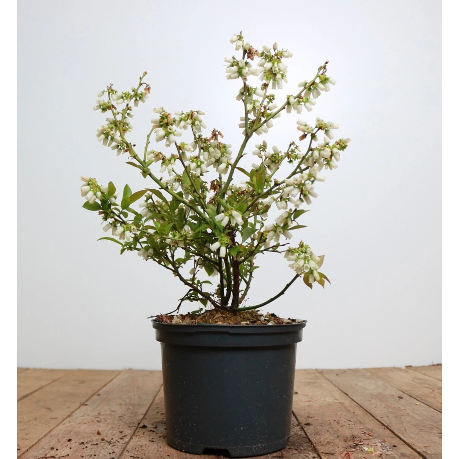 Vaccinium Corymbosum Brigitta Heidelbeere 40–60 Cm Ertragreich günstig online kaufen