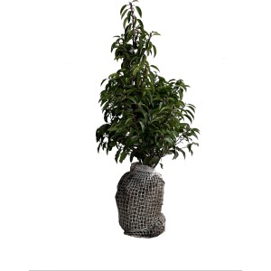 Kirschlorbeer 'Angustifolia' im Set, 100 Stück, Höhe 60-80 cm, Ballenware.