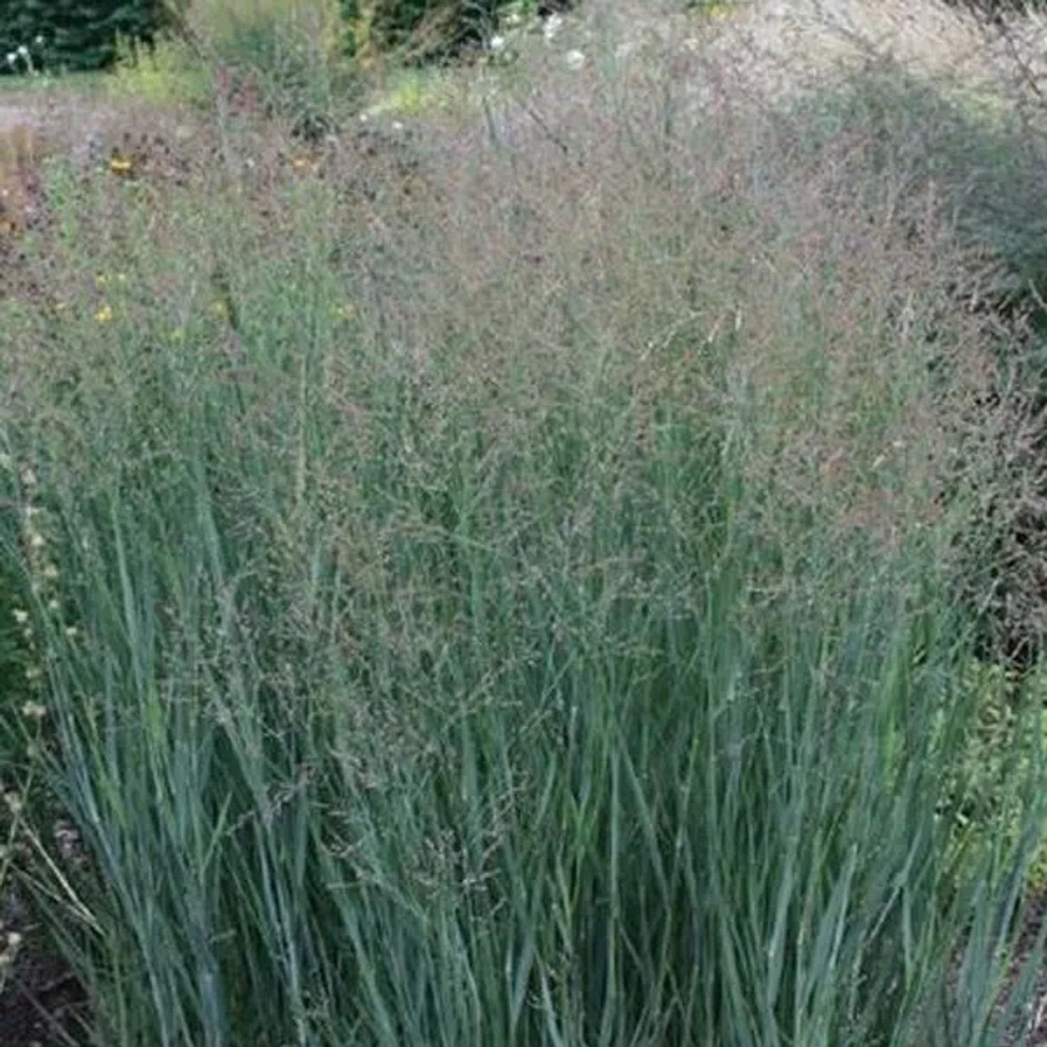 6x Rutenhirse 'Heavy Metal' Panicum virgatum Topf 9 cm Blaues Laub