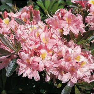 Blühender Rhododendron Juniduft, 60-70cm, mit rosa Blüten und grünen Blättern.