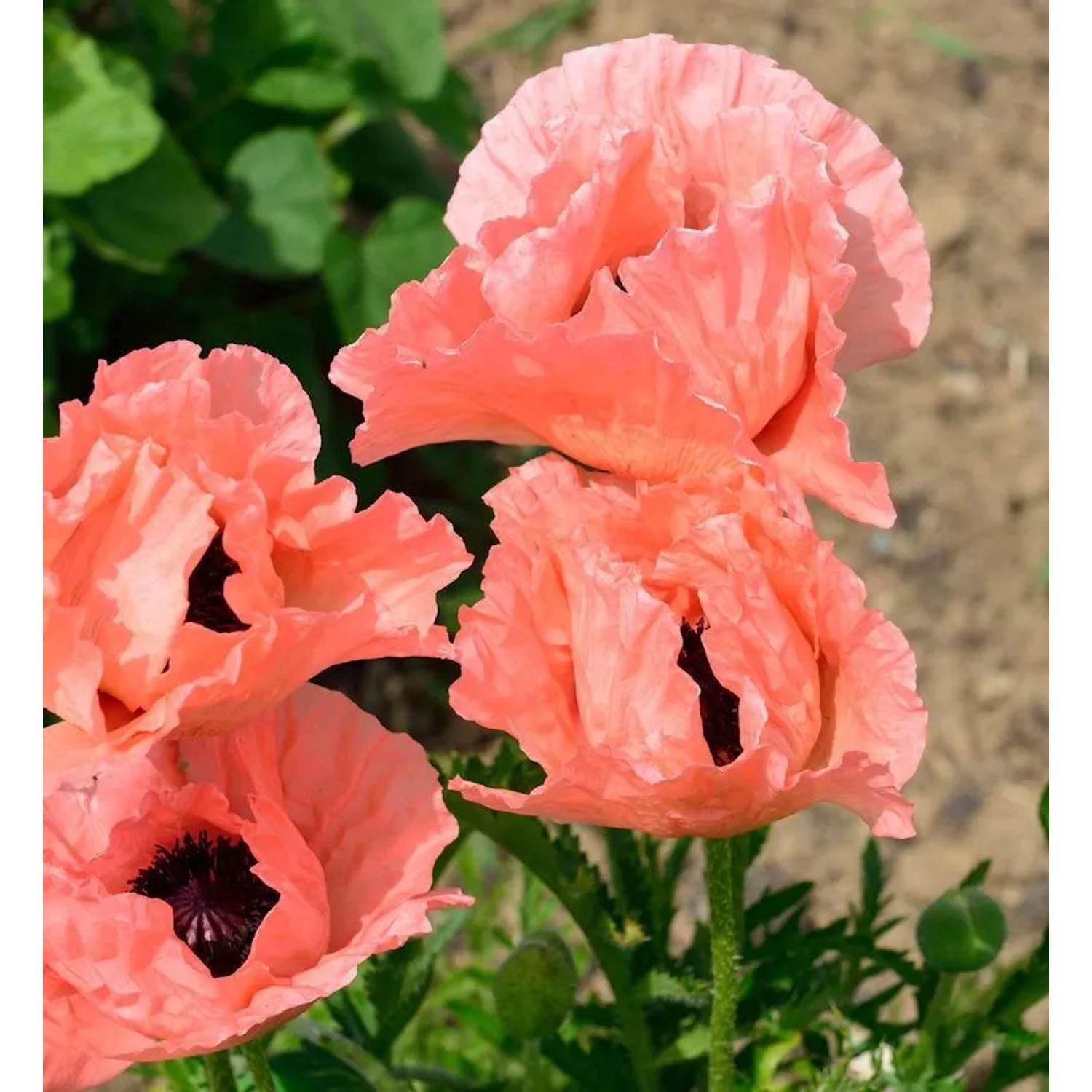 Türkischer Mohn Helen Elisabeth - Papaver orientale