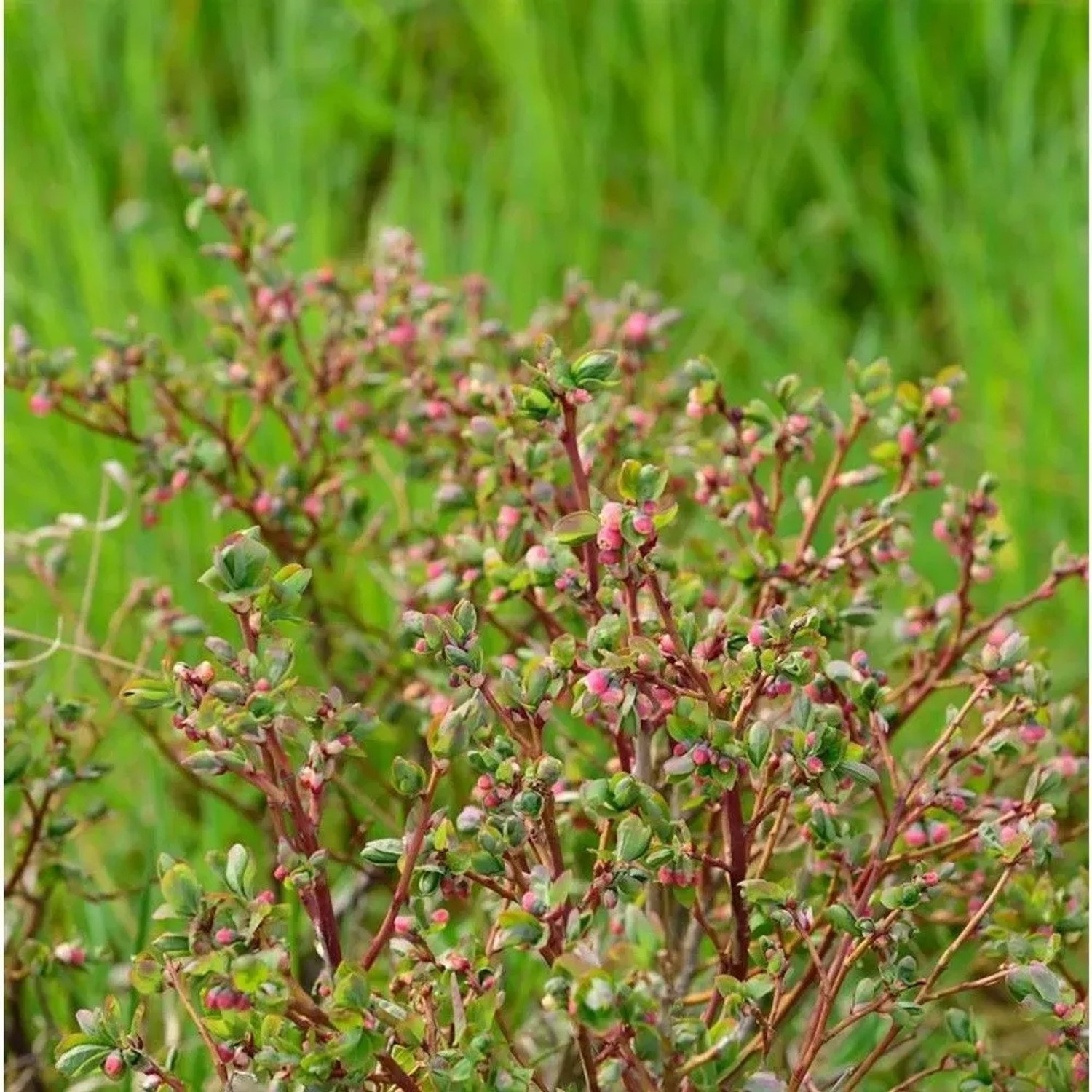Kriechende Blaubeere Wells Delight 20-30cm - Vaccinium crassifolium