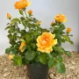 Beetrose Amber Queen im Topf mit orange-gelben Blüten und grünen Blättern.