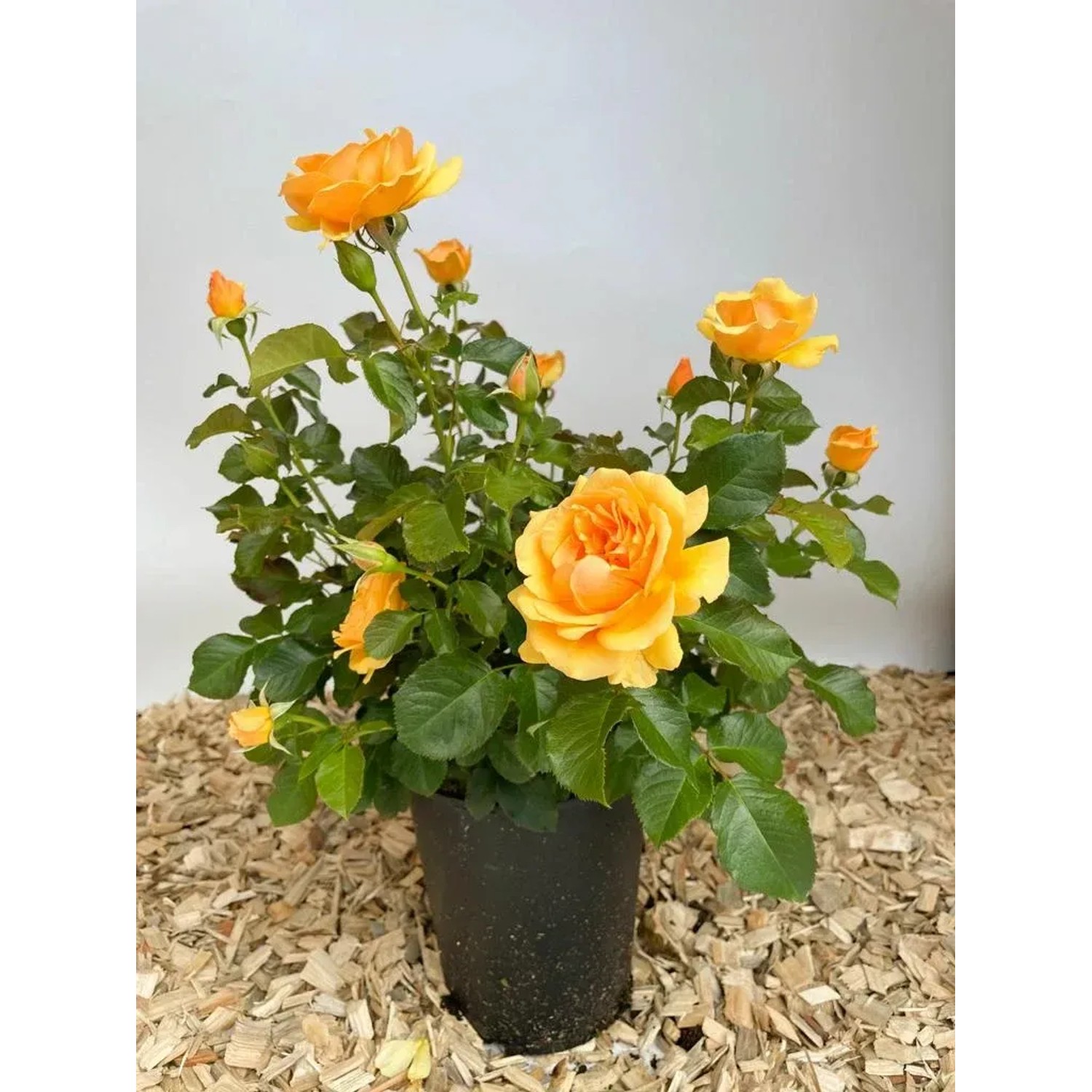 Beetrose Amber Queen im Topf mit orange-gelben Blüten und grünen Blättern.