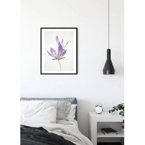 Wandbild Autumn Crocus (40x50 cm) mit lila Krokusblüte im schwarzen Rahmen.