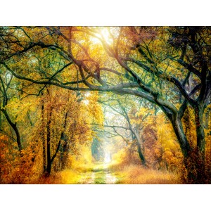 Pro Art Leinwandbild „Sunset In The Forest II“, 120x90 cm, mit Waldweg im Herbst.