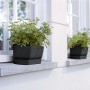 Elho Greenville Living Schwarz Blumenkasten (18,5x69cm) mit Pflanzen auf Fensterbank.