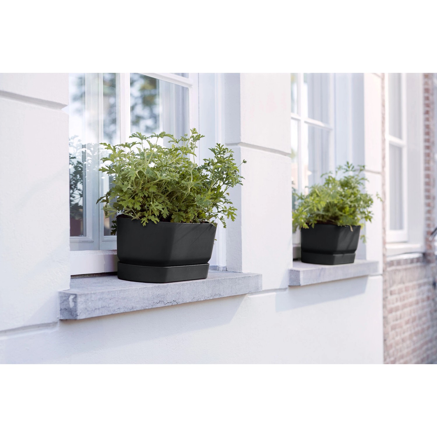 Elho Greenville Living Schwarz Blumenkasten (18,5x69cm) mit Pflanzen auf Fensterbank.