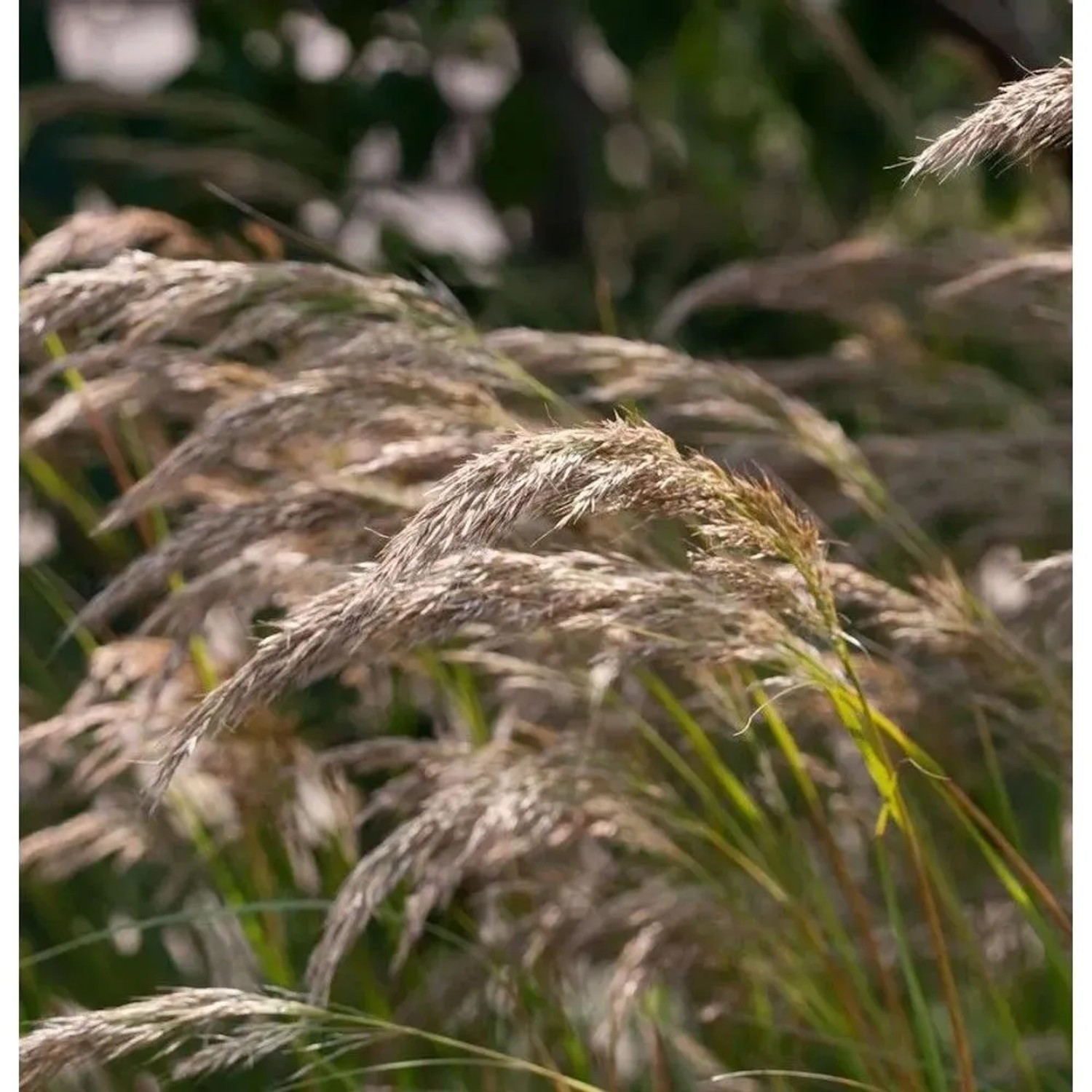 Silberährengras - Achnatherum calamagrostis