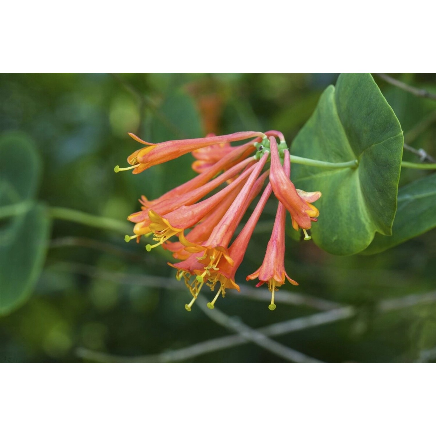 Lonicera Brownii Dropmore Scarlet Geißblatt Scharlachrot 40–60 cm günstig online kaufen