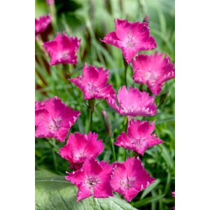 Nahaufnahme der pinkfarbenen Pracht-Nelke (Dianthus Superbus) im 9x9 cm Topf. Blühende Staude.