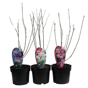 Drei Garteneibisch-Pflanzen (Hibiscus syriacus) im Topf, verschiedene Blütenfarben (blau, weiß, rosa).