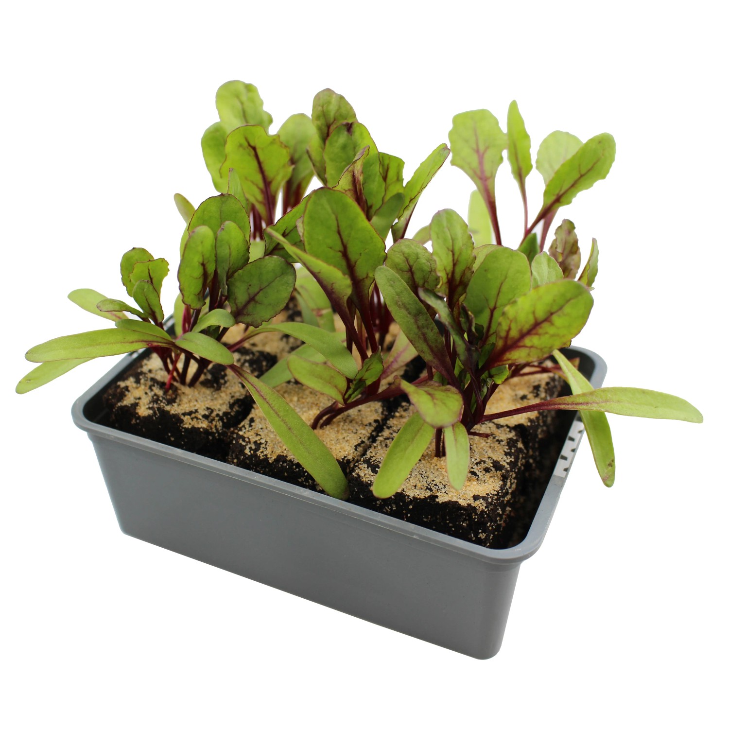 GROW by OBI Bunte Beete 6er Schale Beta vulgaris