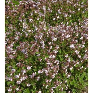 Blühender Storchenschnabel 'Lohfelden' (Geranium cantabrigiense) als Bodendecker im Garten.