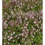 Blühender Storchenschnabel 'Lohfelden' (Geranium cantabrigiense) als Bodendecker im Garten.