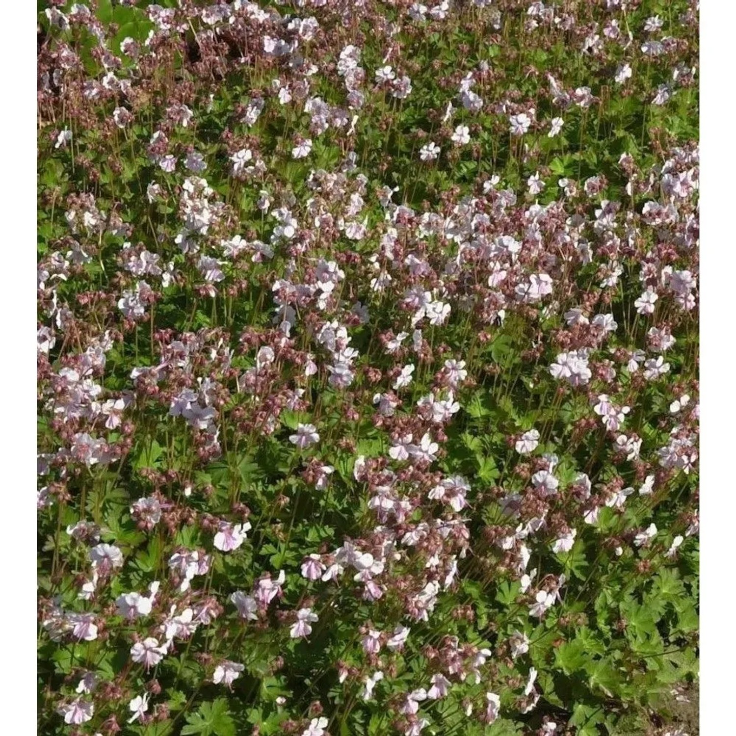 Storchenschnabel Lohfelden - Geranium cantabrigiense