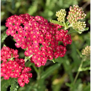 Schafgarbe 'Cassis': Staude mit roten Blütendolden im Garten.
