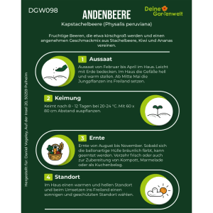 Infografik zur Aussaat, Keimung, Ernte und Standort der Andenbeere Kapstachelbeere. Anleitung für Physalis Samen.