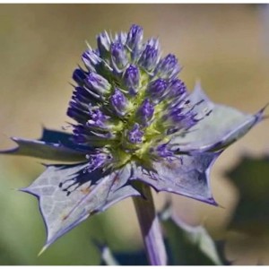 Nahaufnahme einer bläulich-lila Stranddistel (Eryngium maritimum).