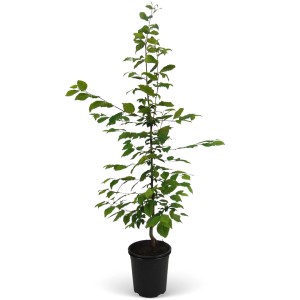Hainbuche (Carpinus betulus) im Topf, ca. 80-100 cm hoch, ideal für Heckenpflanzungen.