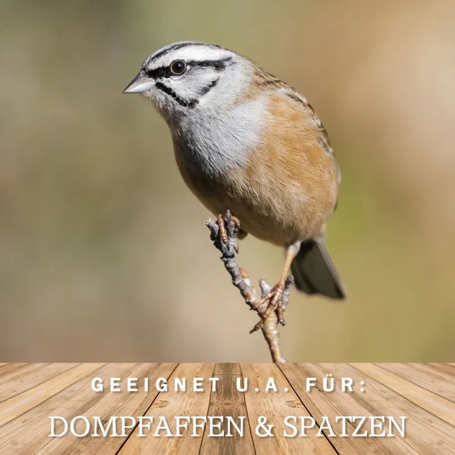 Kleiner Wildvogel auf einem Ast, geeignet für Fütterung mit MeinWildvogel Vogelfutter.