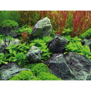Aquarium mit Dennerle Staurogyne Repens In-Vitro, grünen Aquariumpflanzen und Steinen.