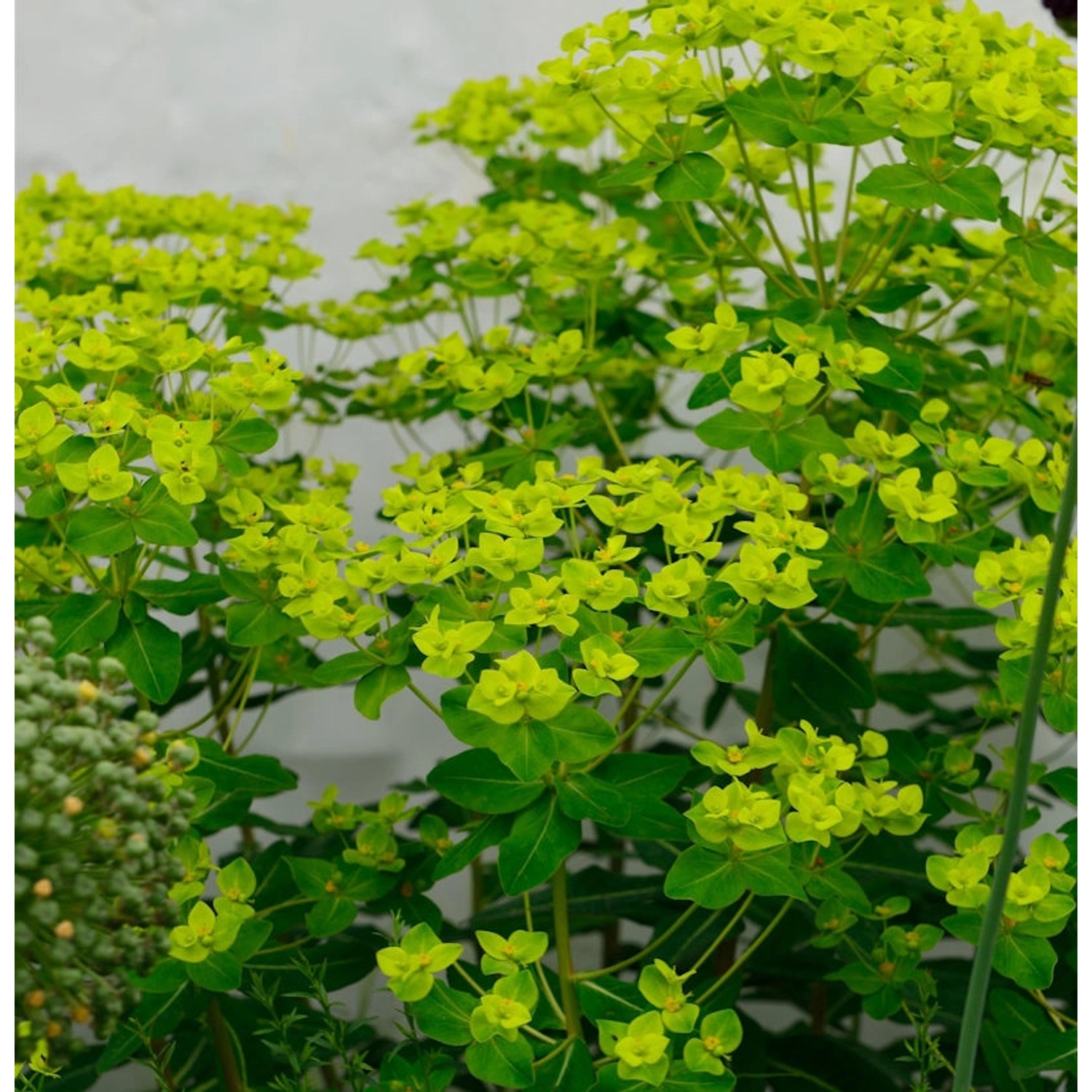 Hohe Wolfsmilch Goldener Turm - Euphorbia cornigera günstig online kaufen