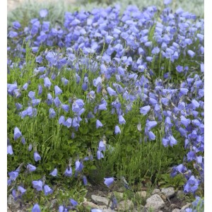 Zwerg-Glockenblume 'Jingle Blue': Staude mit vielen kleinen, blauen, glockenförmigen Blüten.