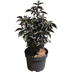 Holunder Black Tower im Topf, ca. 40-50 cm hoch, mit dunklem Laub.